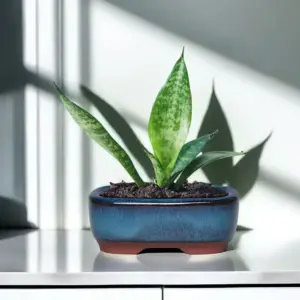 Länglicher blauer Blumentopf in Keramik-Optik mit Pflanze auf einem Regal