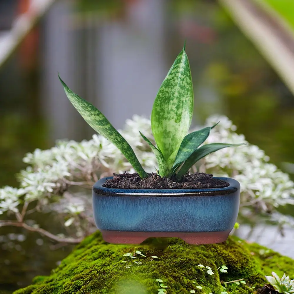 Länglicher Blumentopf für innen, flach, mit glänzender Oberfläche – Bild 2