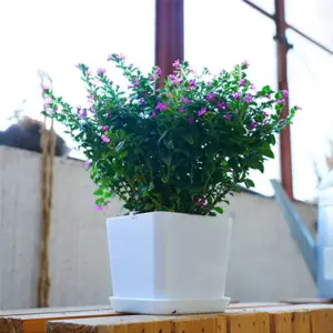 Weißer eckiger Blumentopf mit Untersetzer und blühender Pflanze