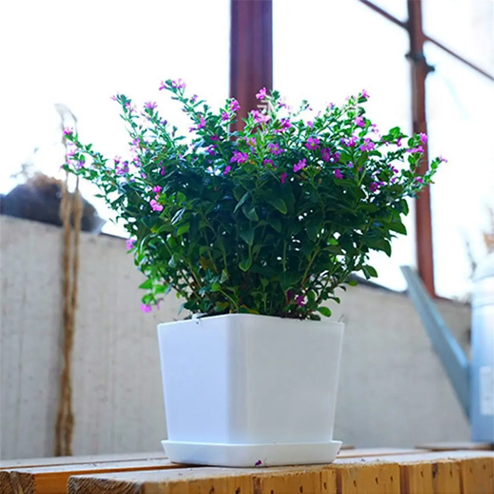 Weißer eckiger Blumentopf mit Untersetzer und blühender Pflanze