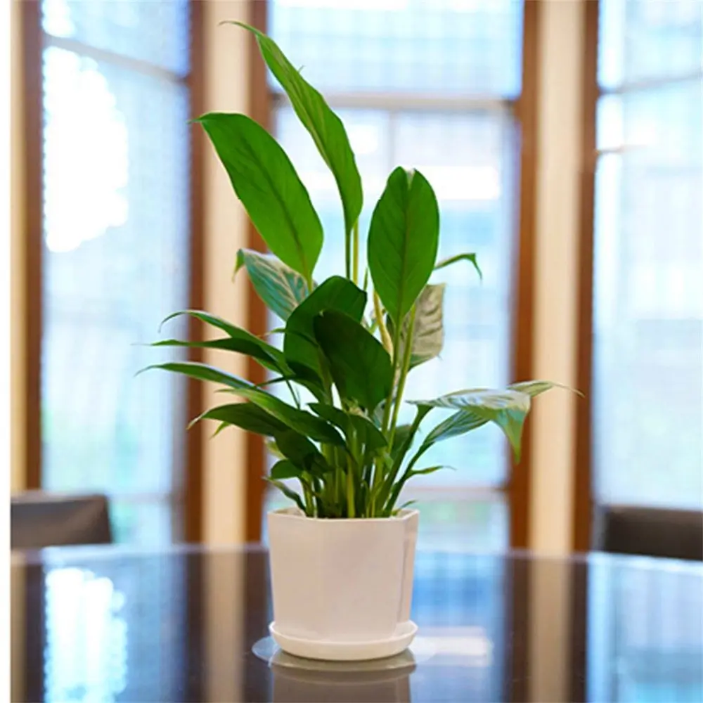 Blumentopf Outdoor mit Untersetzer in verschiedenen Formen – Bild 2